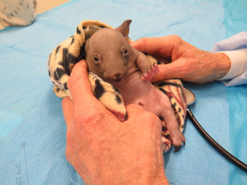 Rescued wombat at wildlife hospital in Australia