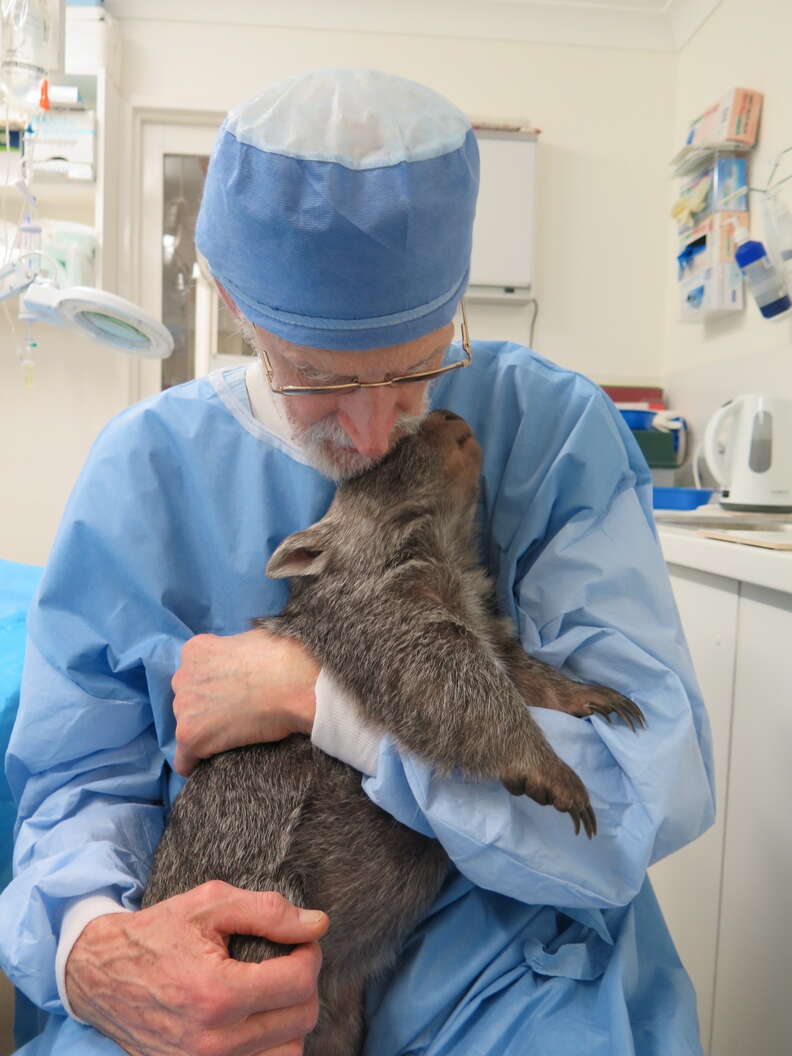 Veterinarian comforts orphaned wombat