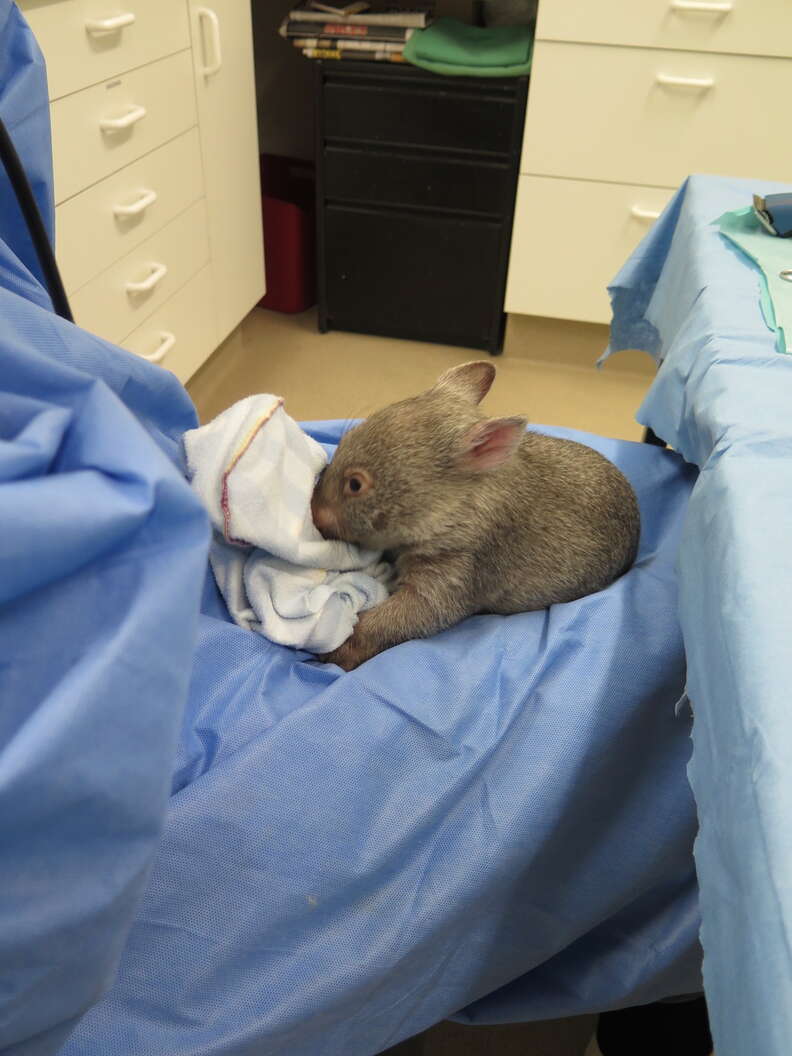 Rescued wombat at wildlife hospital in Australia