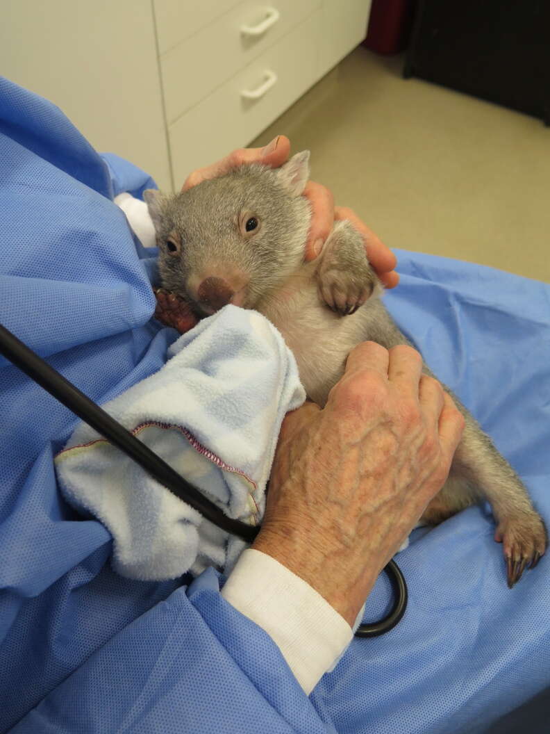 Rescued wombat at wildlife hospital in Australia