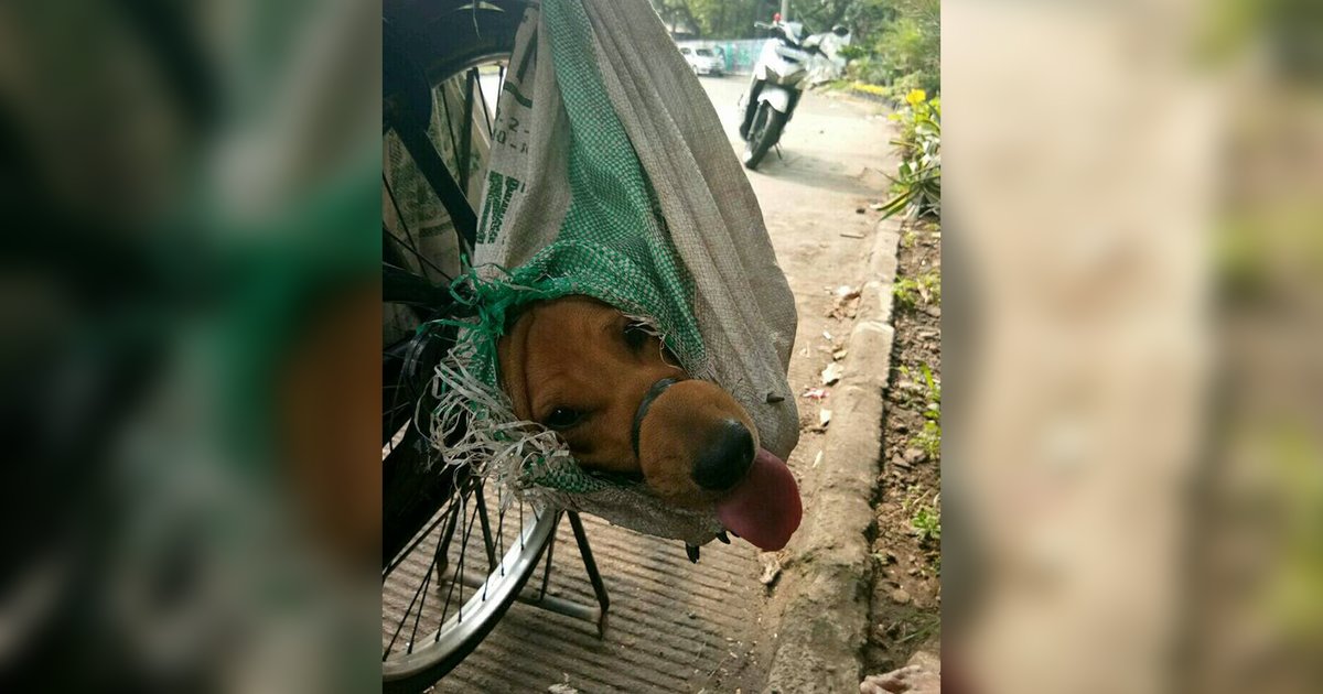 Dogs Stuffed In Plastic Bags Rescued From Meat Trade In Indonesia - The