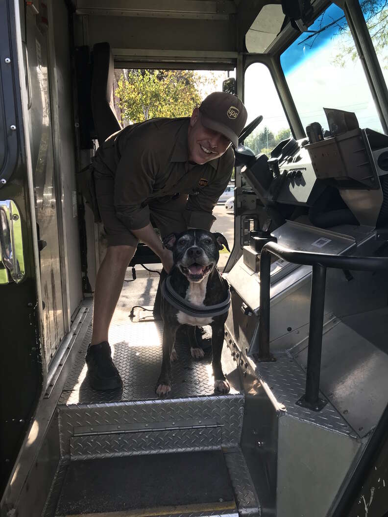 pit bull loves ups guy