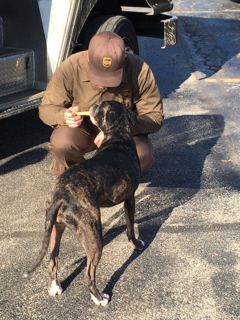 pit bull loves ups guy