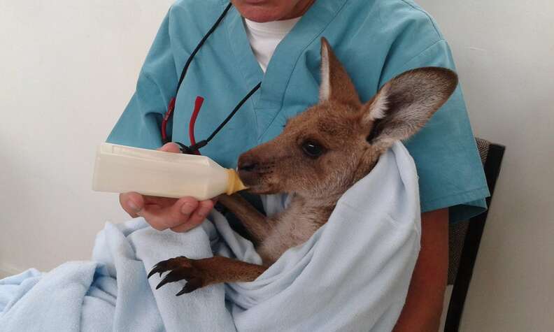 Veterinarian bottle feeding kangaroo