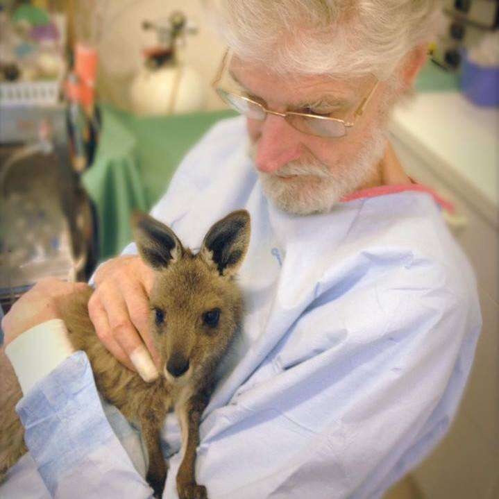 Veterinarian comforting kangaroo