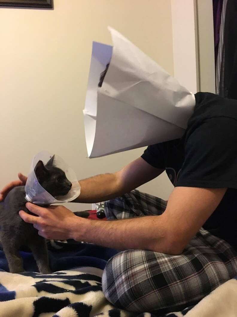 Cat in discount cone of shame