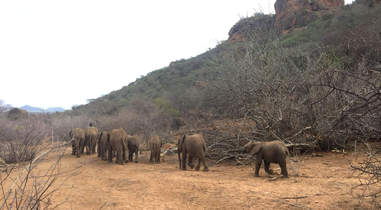 Baby elephant herd at Kenya sanctuary