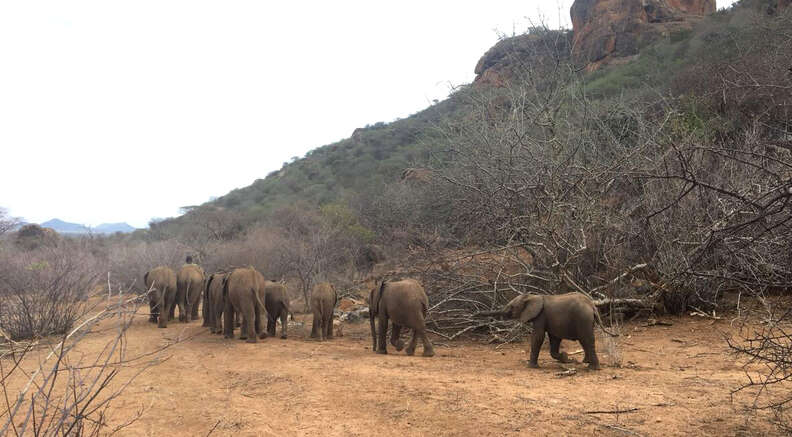 Baby elephant herd at Kenya sanctuary