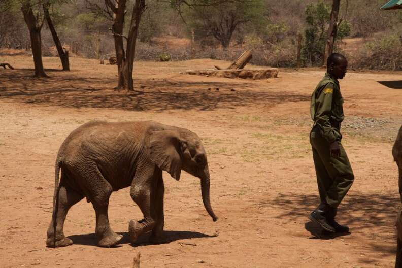 Orphaned baby elephant in Kenya