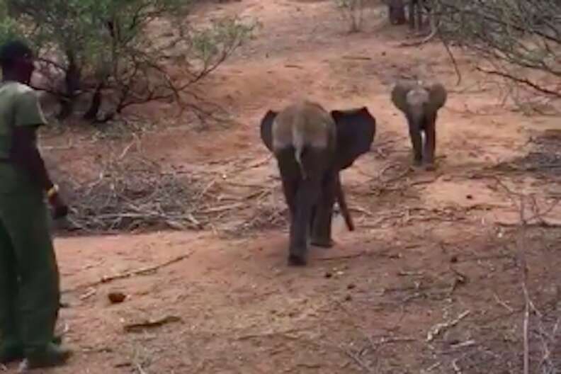 Baby elephants meeting at Kenya sanctuary