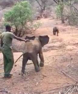 Baby elephants meeting at sanctuary