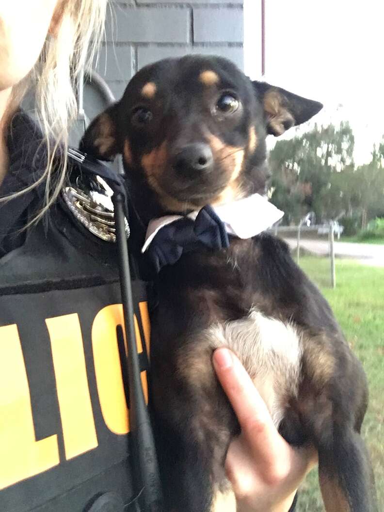 smiling shelter dog