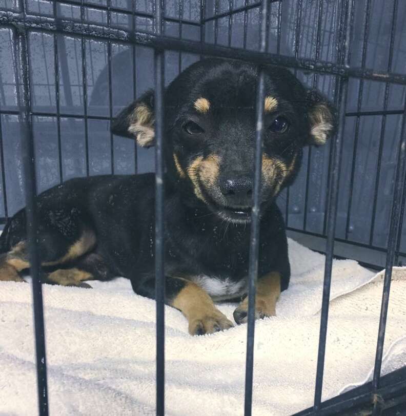 smiling shelter dog