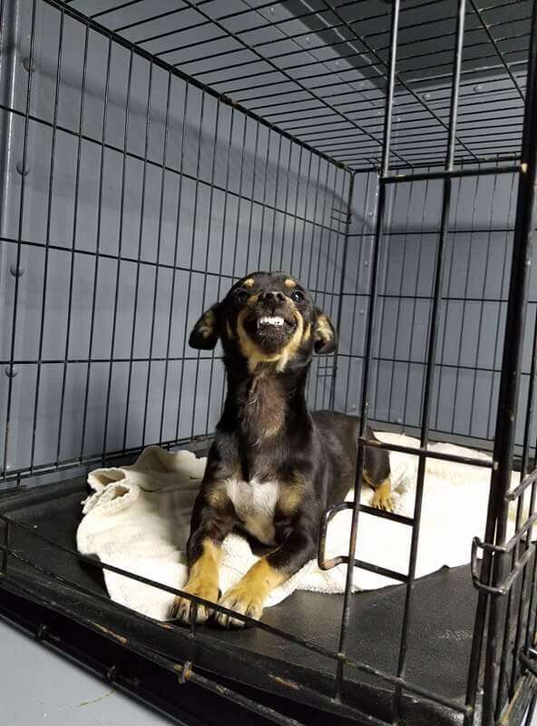 smiling shelter dog