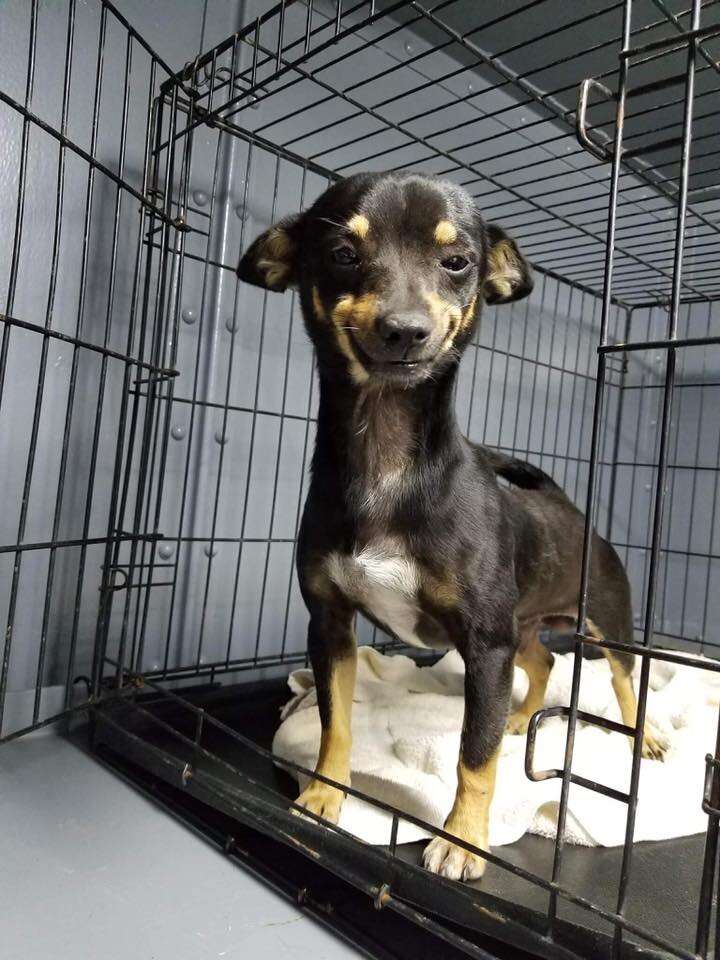 smiling shelter dog