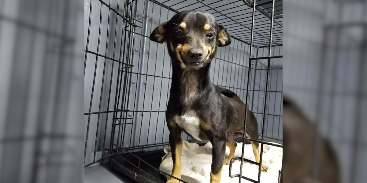 Cheech Smiling Texas Shelter Takes In Tiny Dog With Best Smile In The Whole World ...
