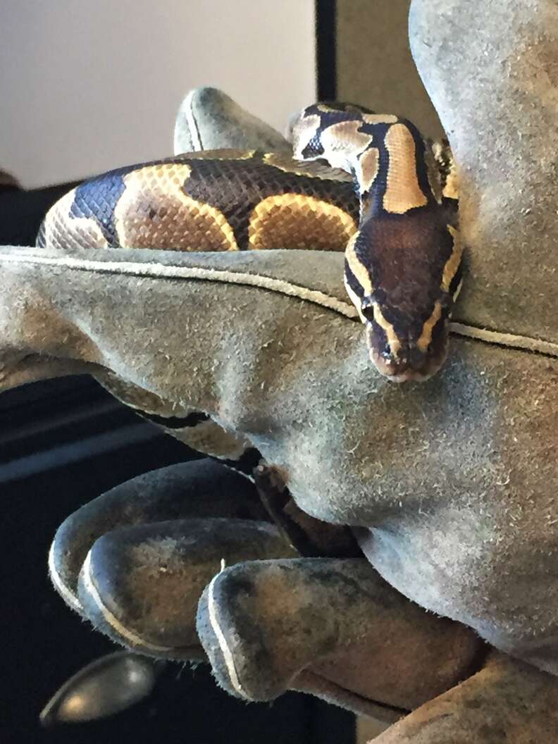 Ball Python Curled Up