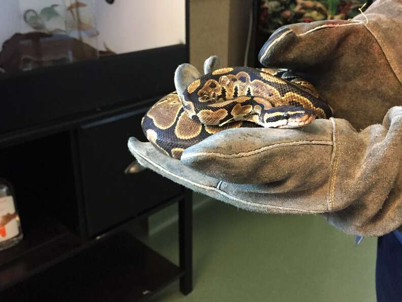 Python found on city bus in Palo Alto, California