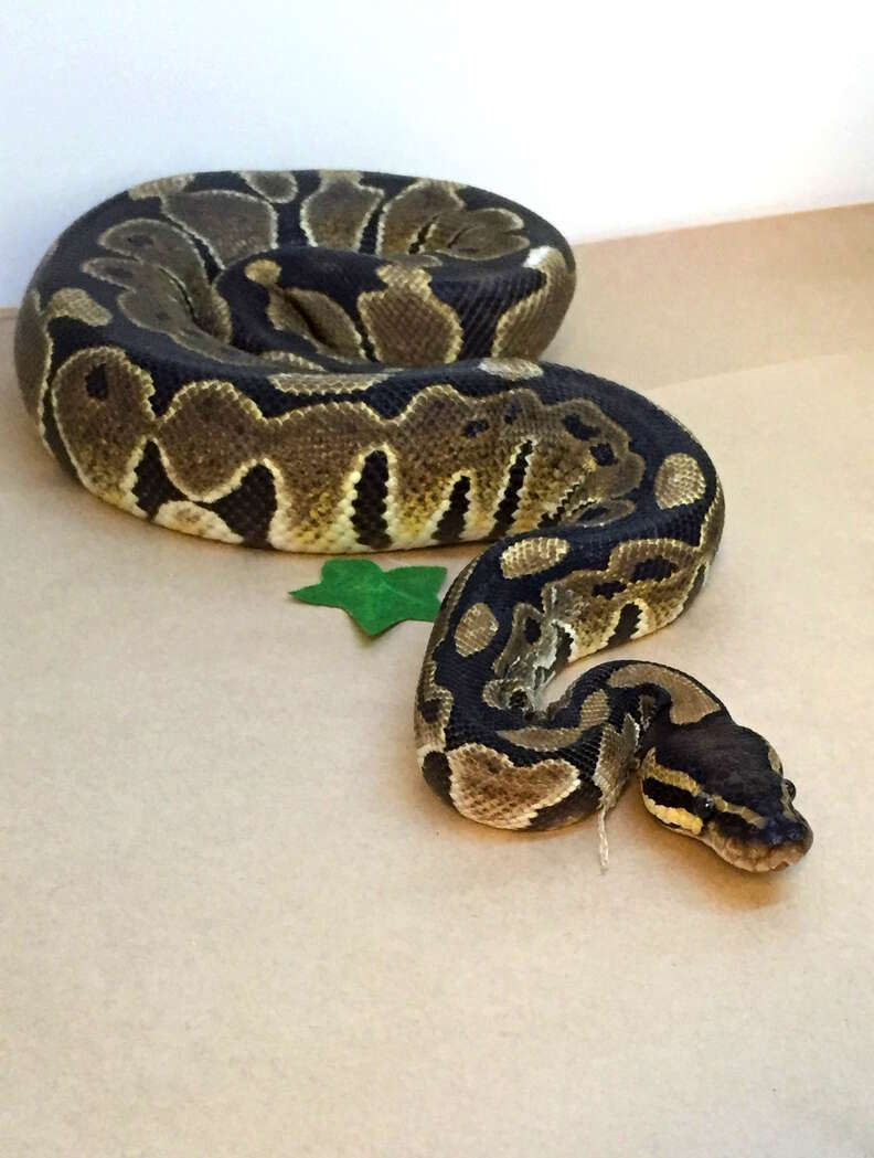 Python found on Palo Alto bus