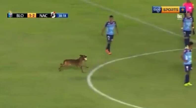 VIDEO: Dog on Soccer Field in Bolivia League Game, Player Adopts Puppy