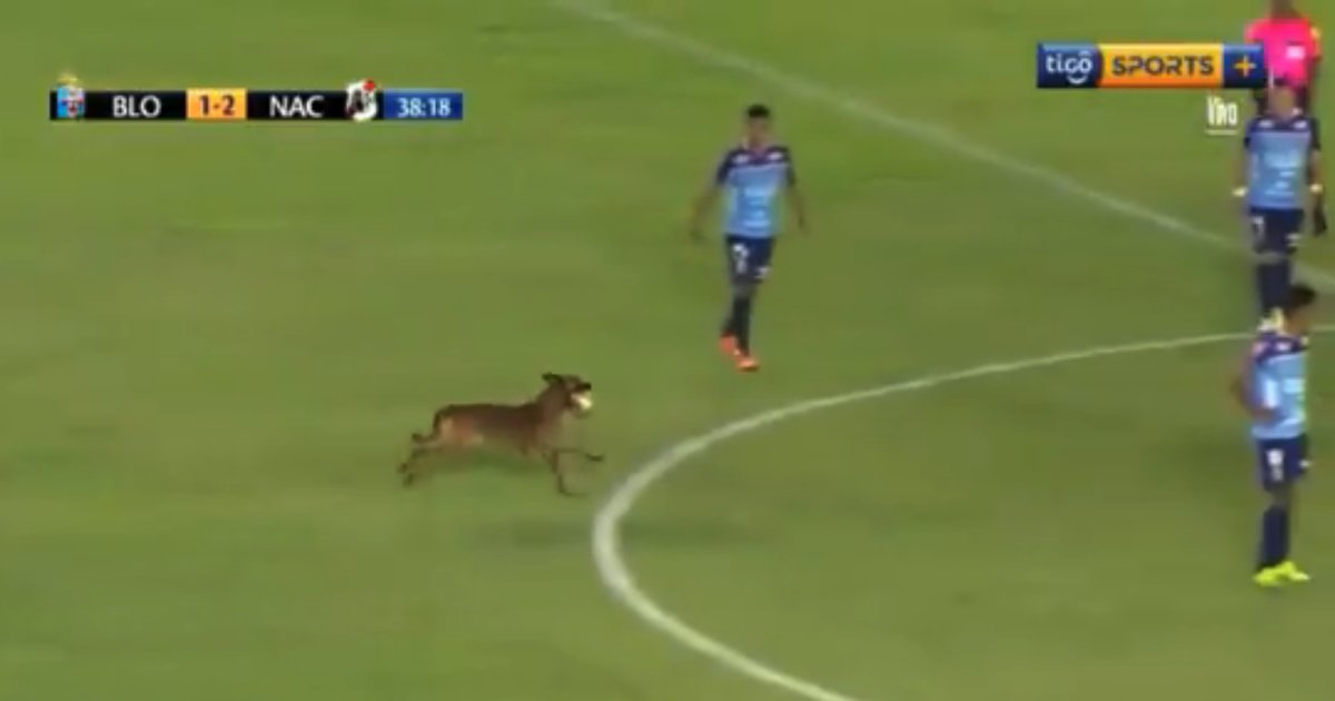 Police Dog Steals Ball During Soccer Match, Wins The Game The Dodo