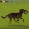 Police Dog Gets Tired Of Watching Soccer Match From The Sidelines