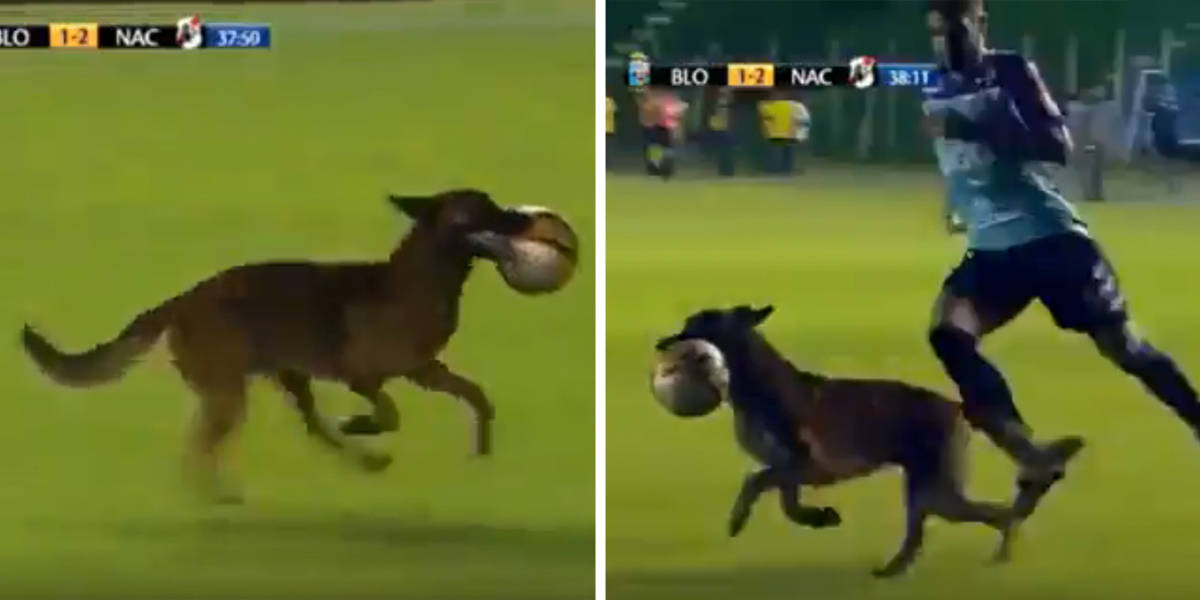 VIDEO: Dog on Soccer Field in Bolivia League Game, Player Adopts Puppy