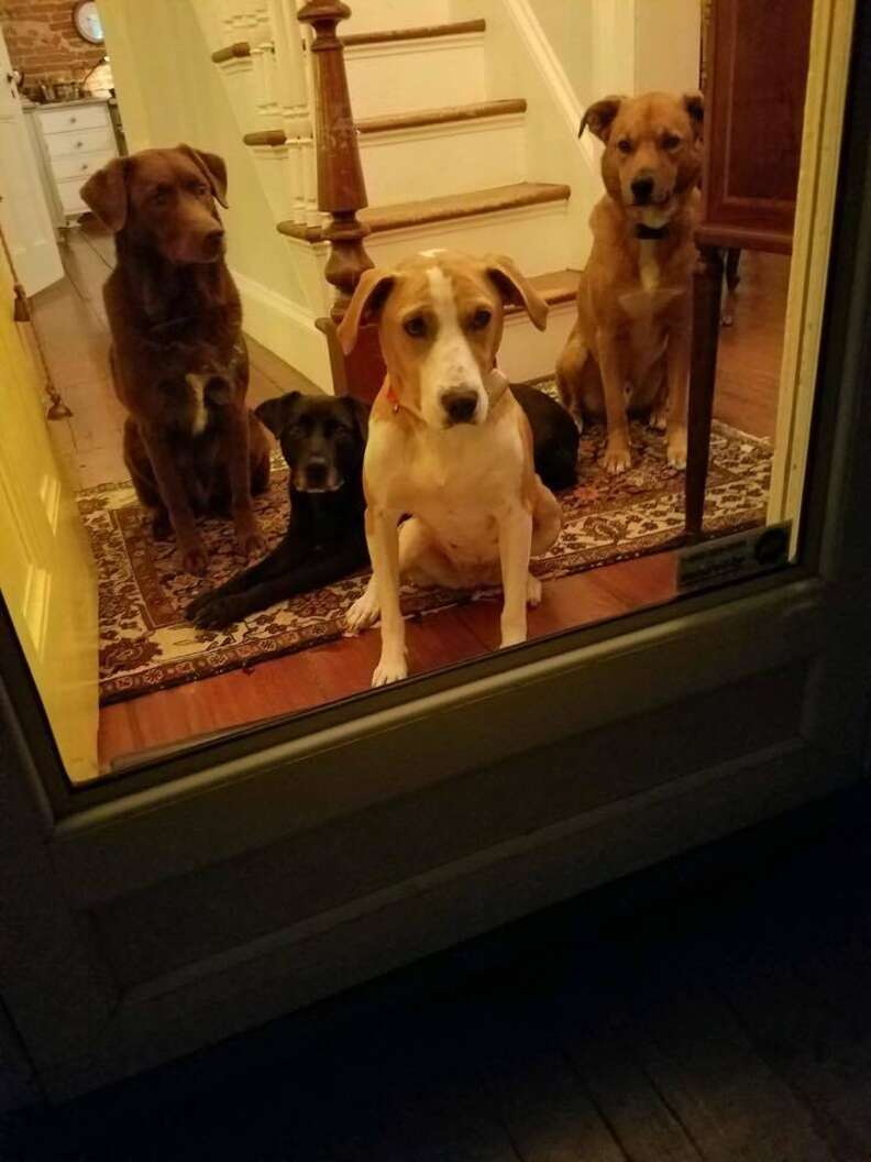 dog chained up with babies