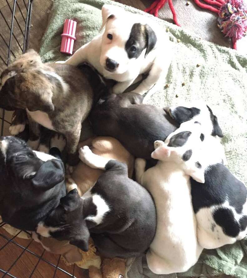 dog chained up with babies