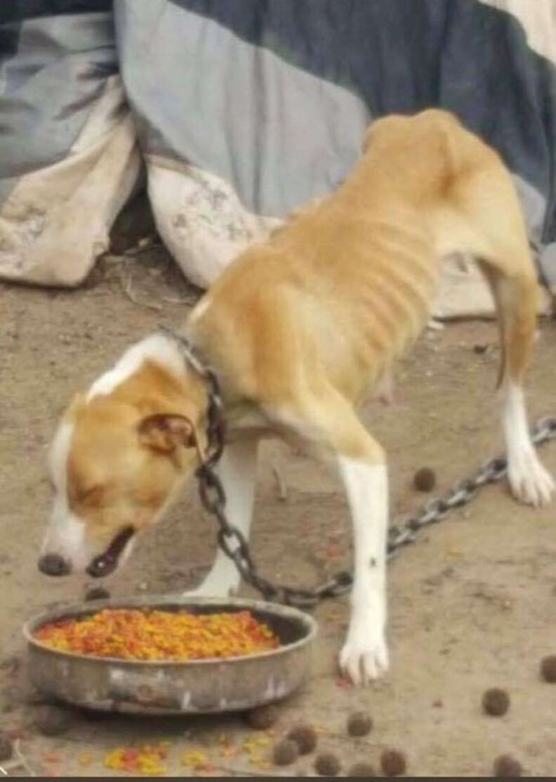 dog chained up with puppies