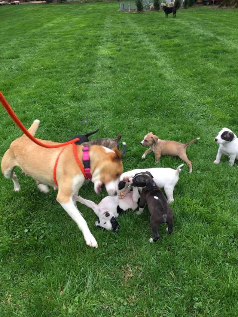 dog chained up with puppies