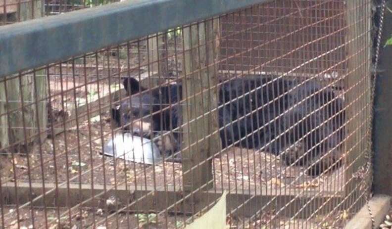 O que significa At the zoo I saw a piece of toast in a cage. The sign on  the cage said: BREAD IN CAPTIVITY. (Essa piada tem algum trocadilho com  algo em