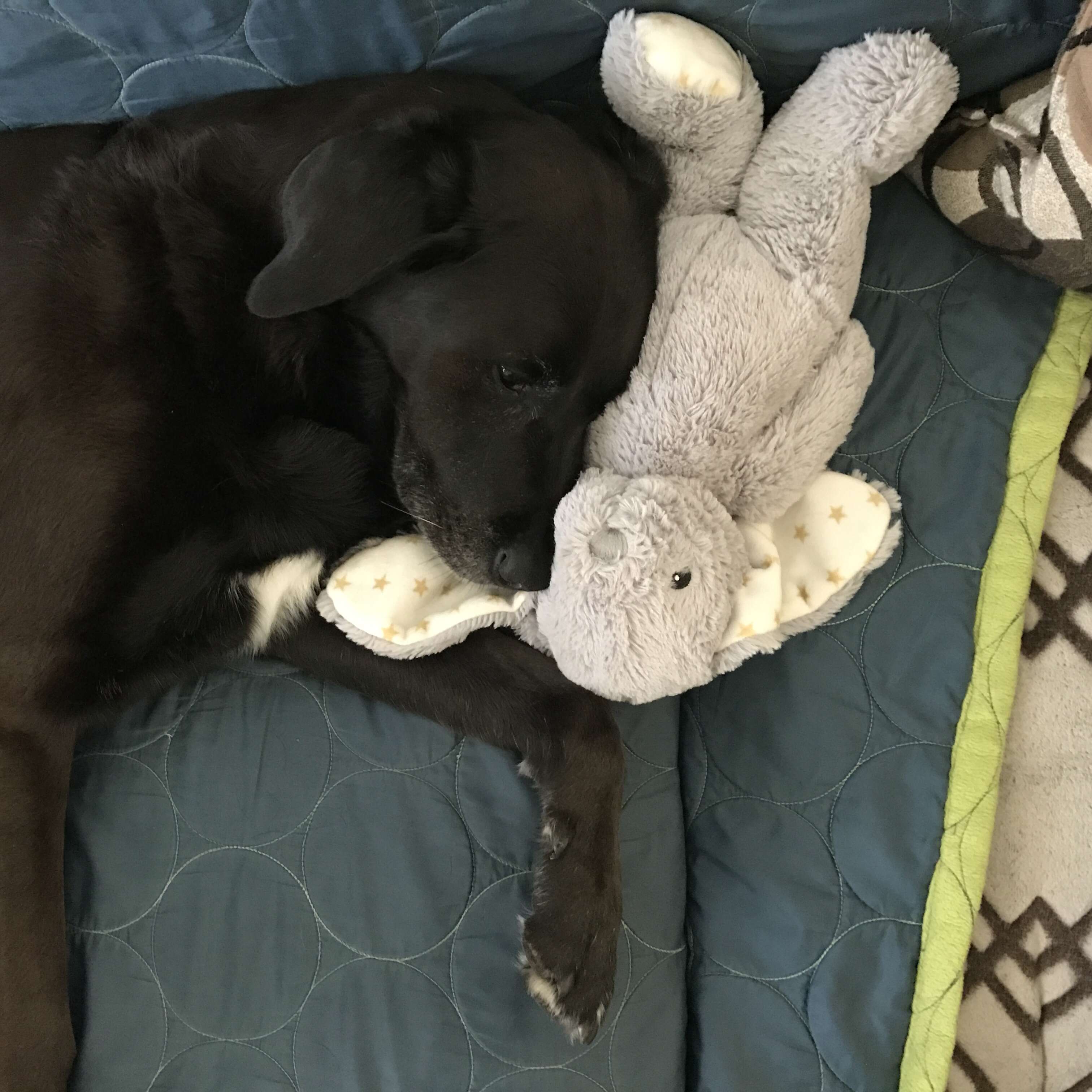 dog loves stuffed animals