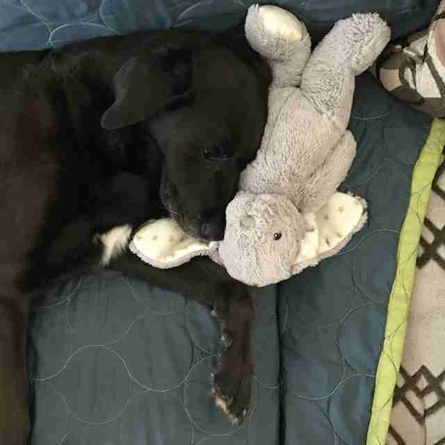 my dog loves stuffed animals