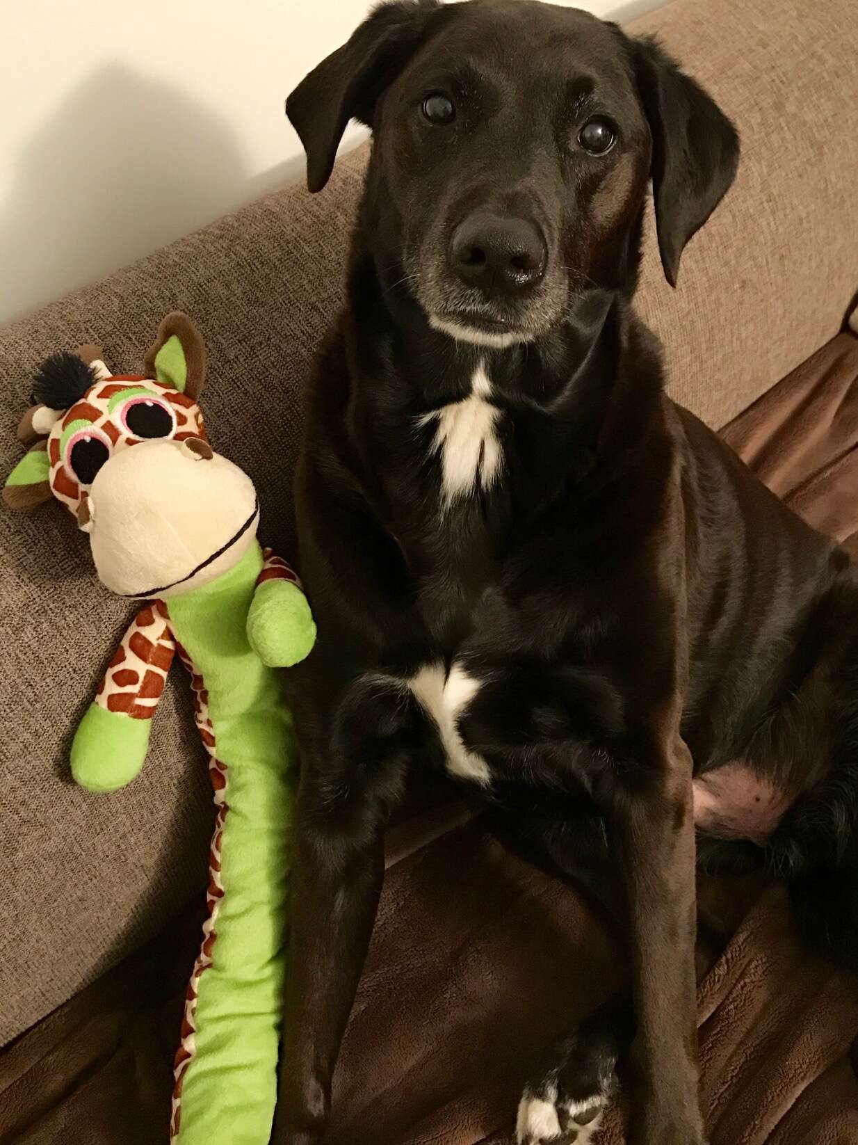 dog loves stuffed animals