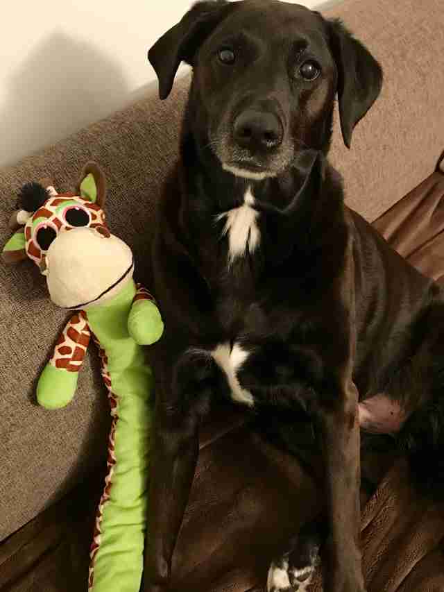 my dog loves stuffed animals