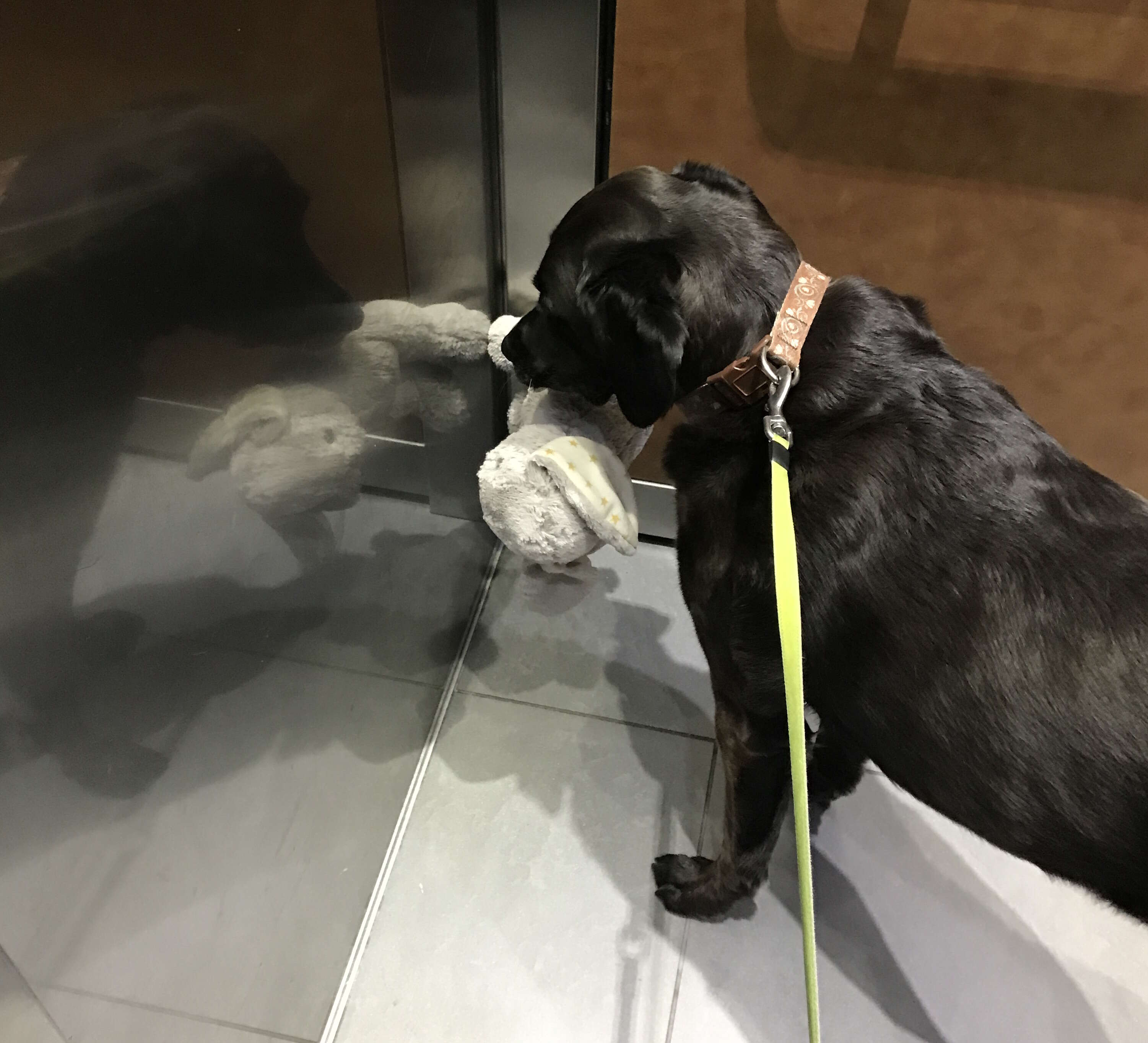 dog loves stuffed animals