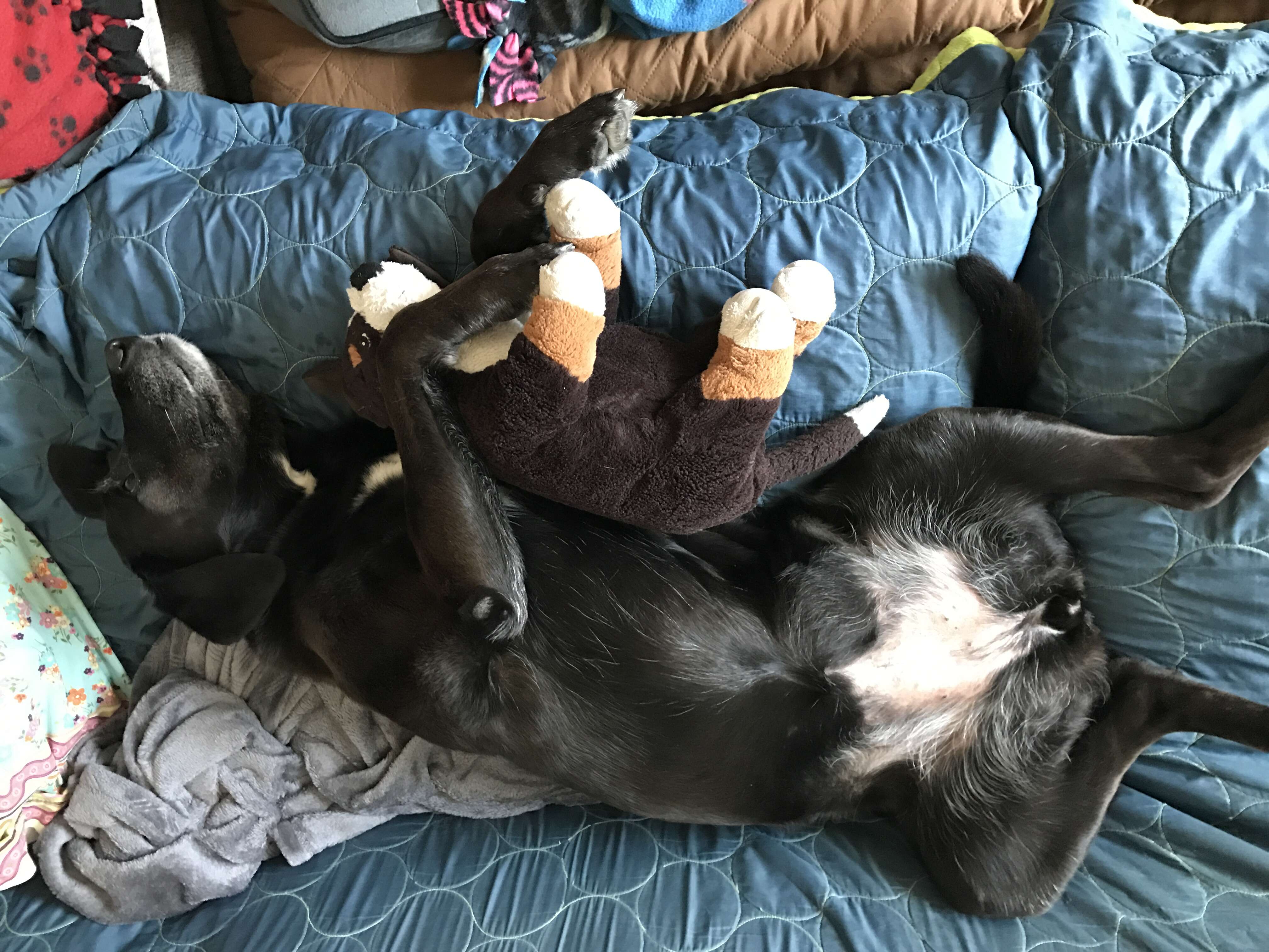 dog loves stuffed animals