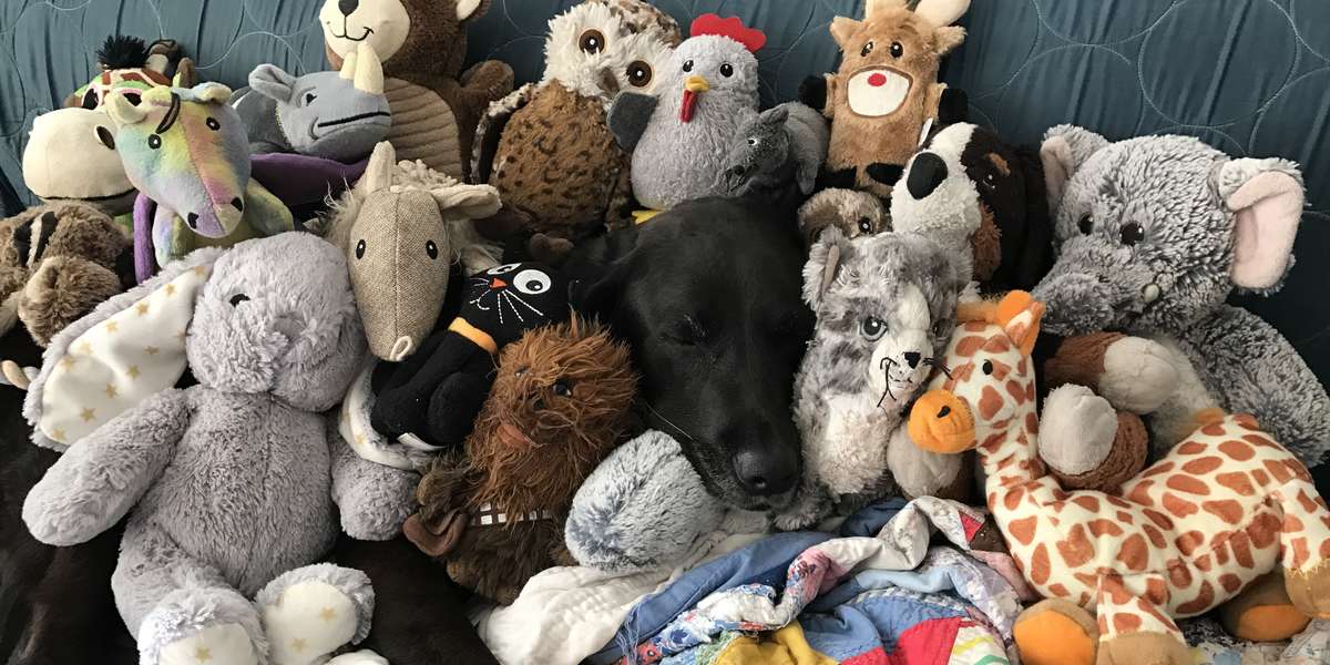 Rescue Dog Loves Her Stuffed Animal Collection - The Dodo