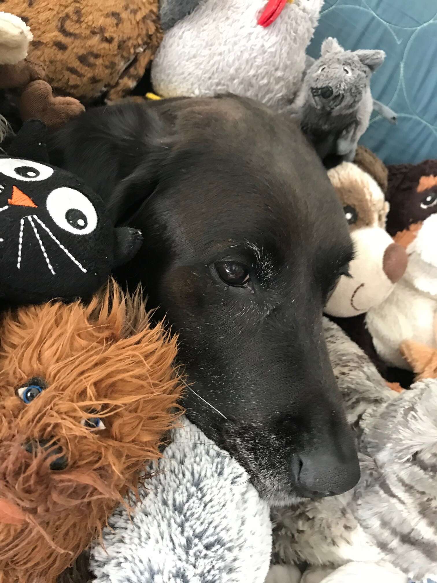 dog loves stuffed animals