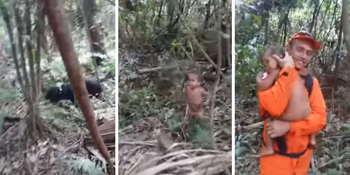 Hero Dog Leads Rescuers To Lost Toddler In Brazilian Jungle - The Dodo