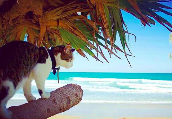 Cat under palm tree on beach