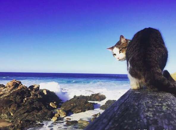 Cat at ocean
