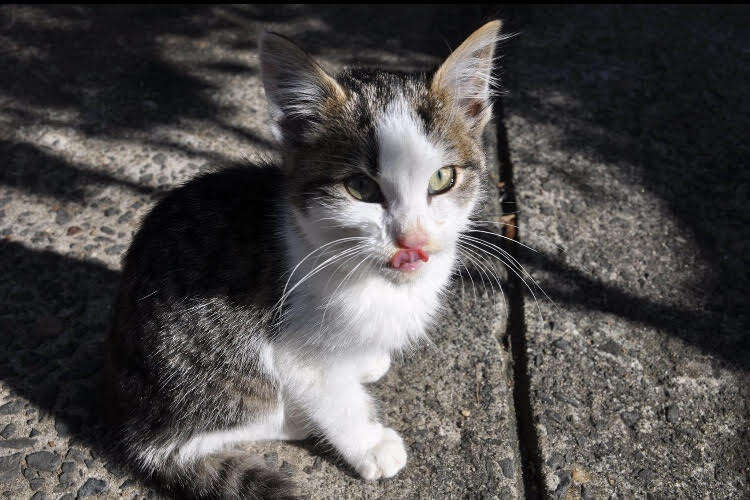 Rescued kitten on floor