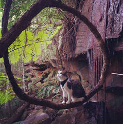 Cat in Australian bush
