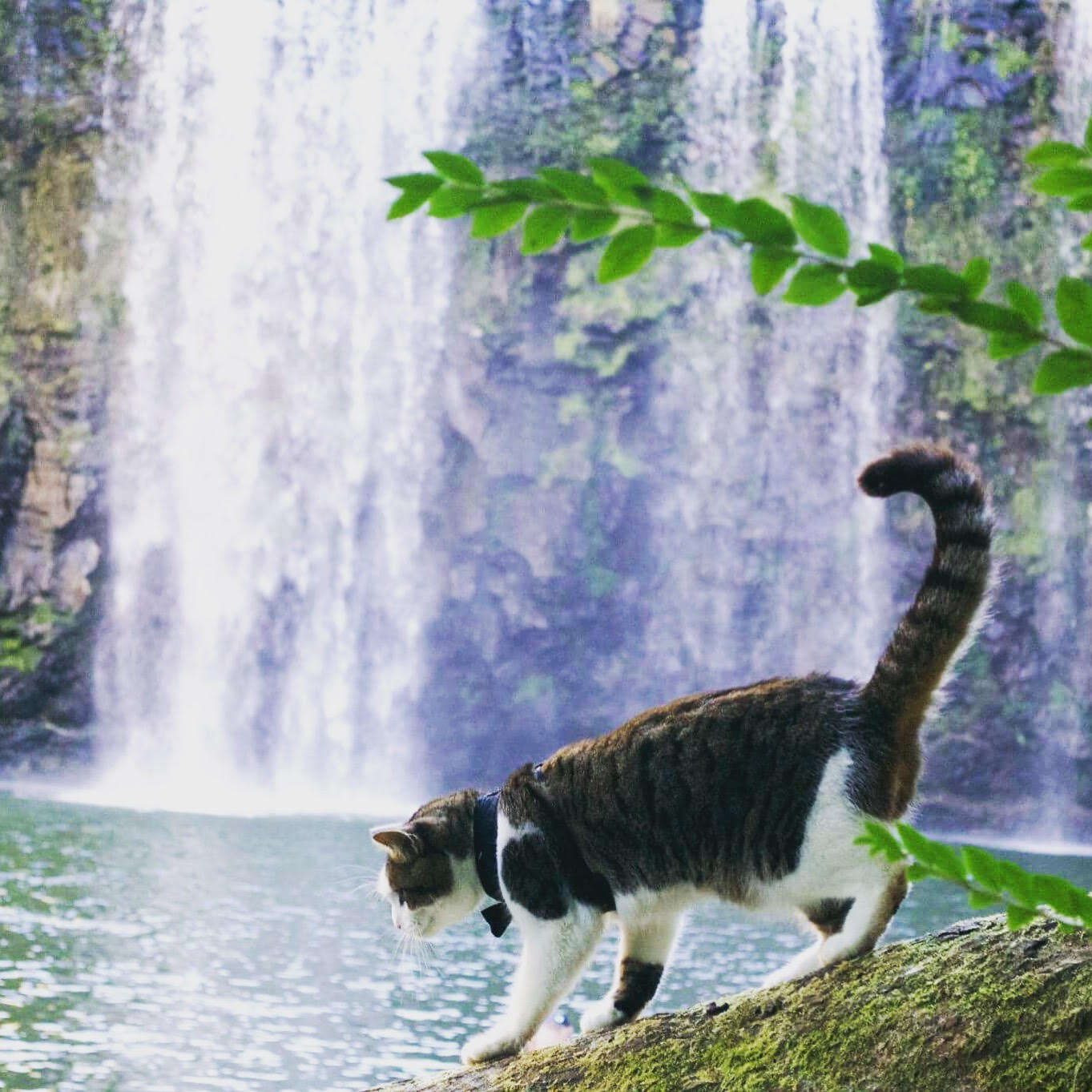Adventure cat at waterfall