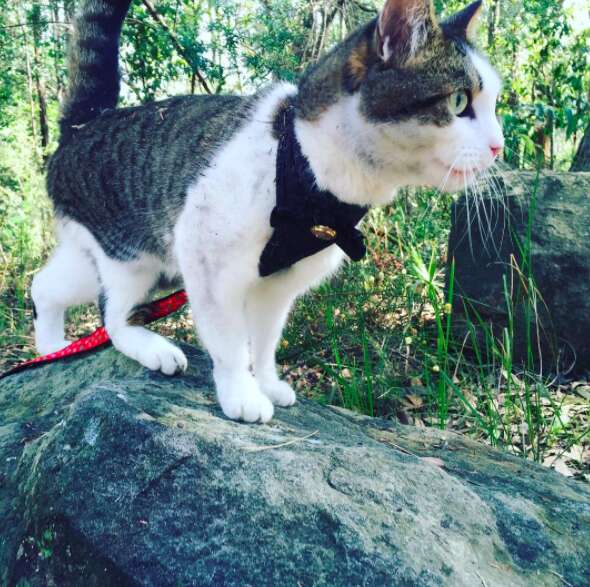 Adventure cat on leash