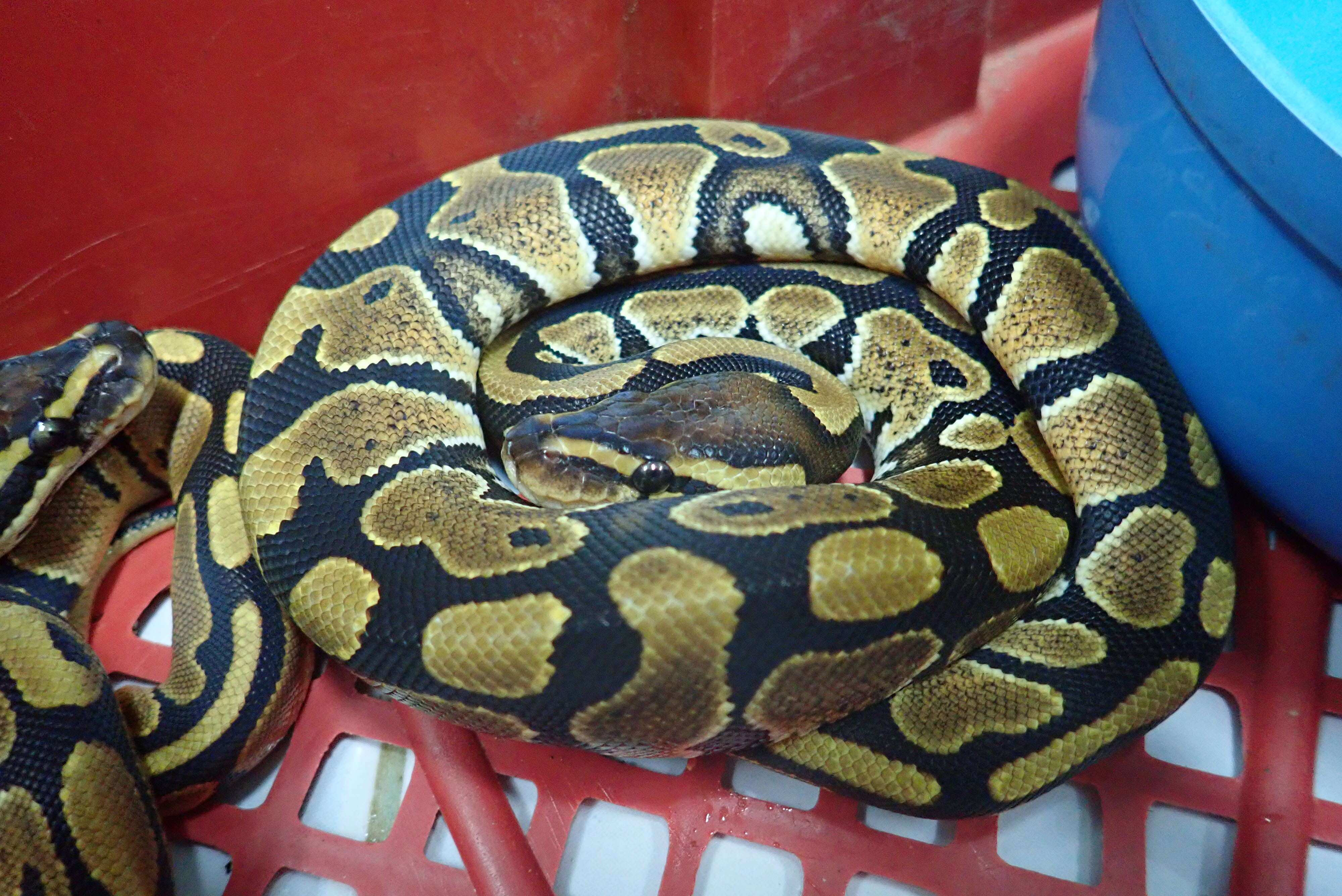 Rescued snake in crate