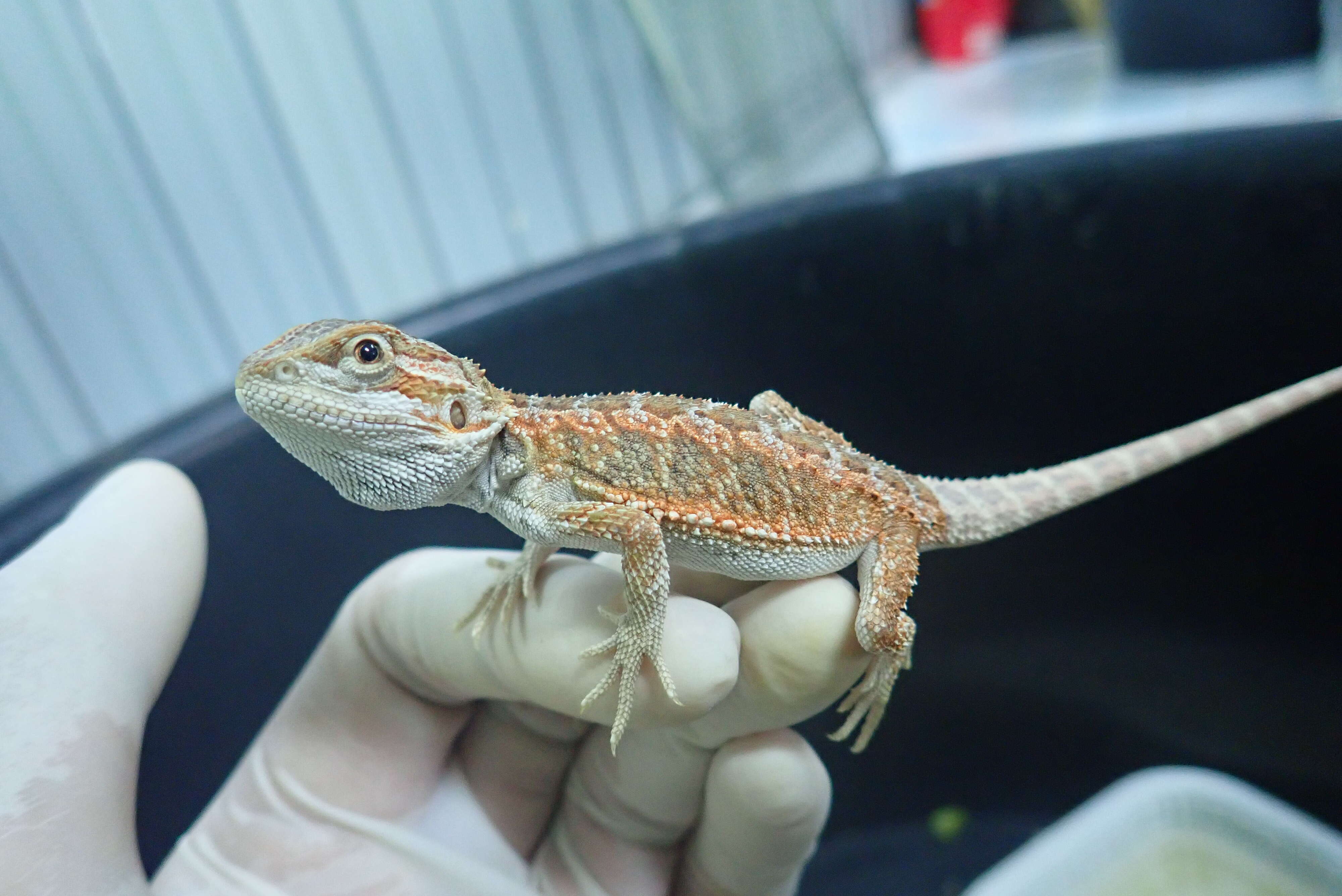 Person holding rescued reptile