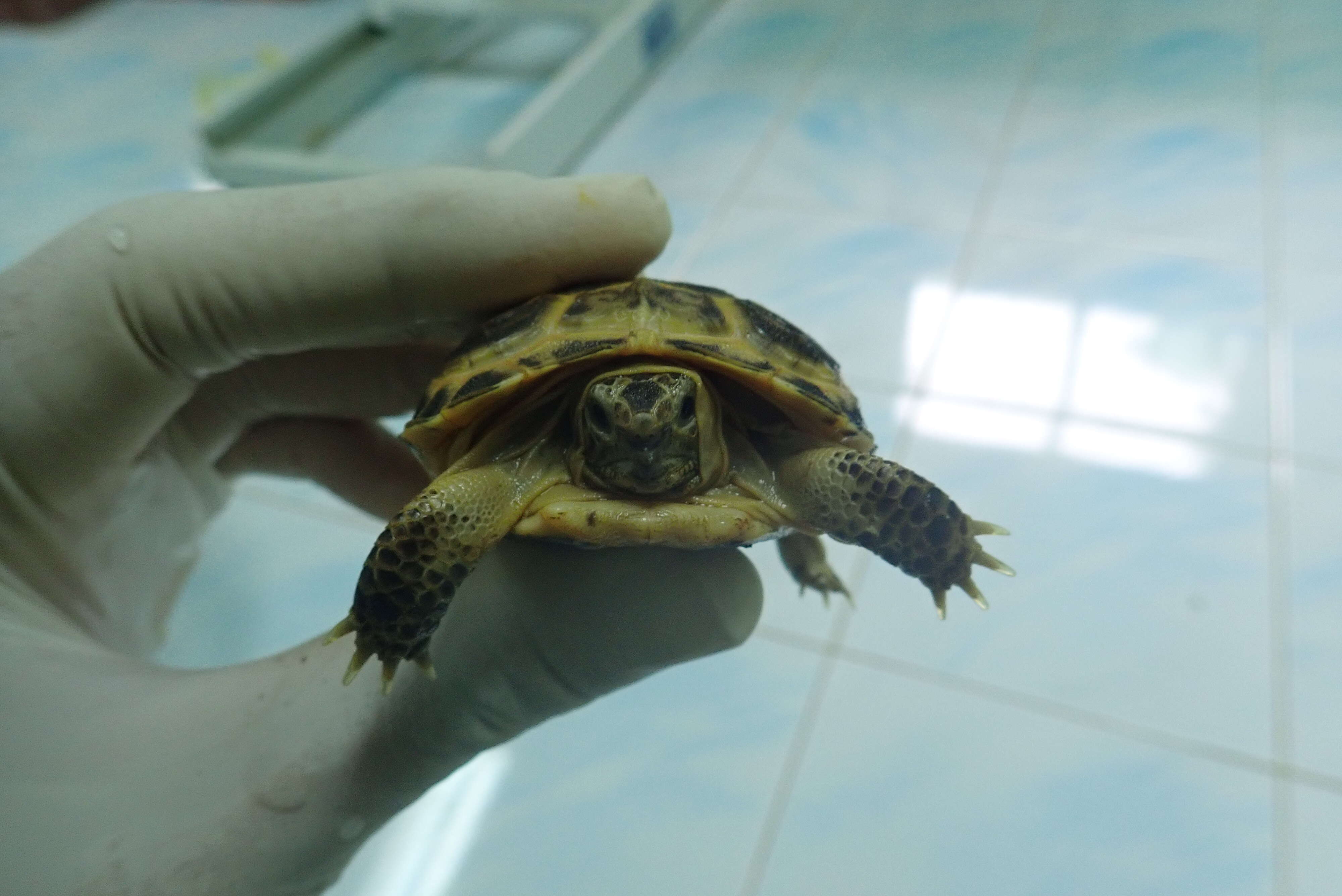 Person holding rescued turtle